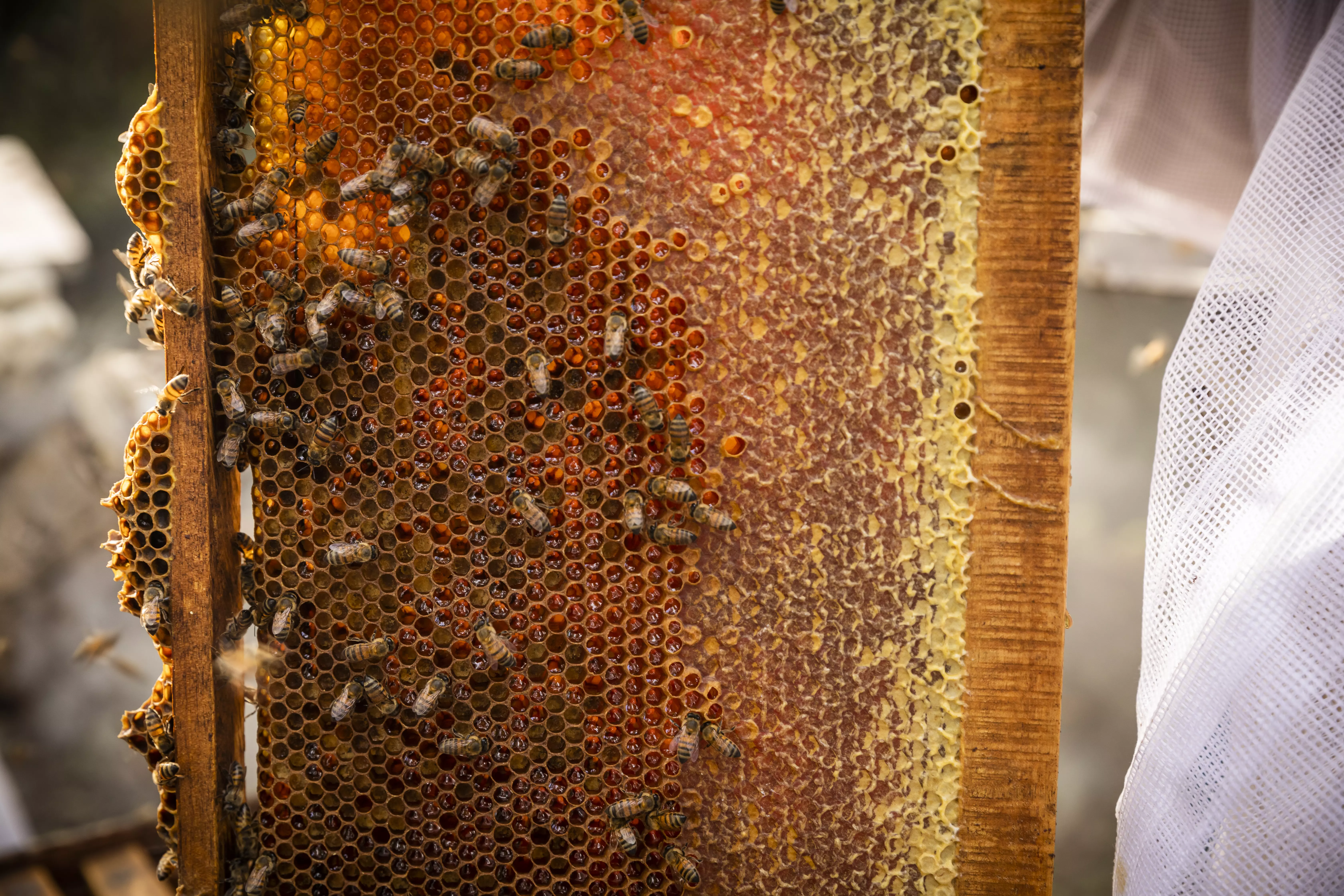 norevo_Bienenstock_nachhaltig